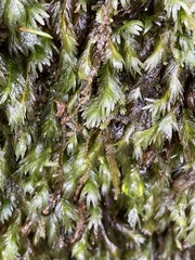 Hymenophyllum wilsonii