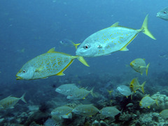 Flavocaranx bajad
