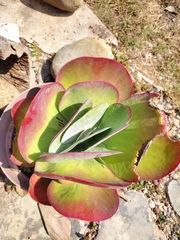 Kalanchoe luciae