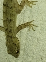 Mediodactylus kotschyi