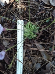 Pinguicula pumila