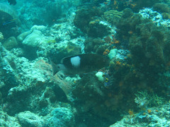 Gracila albomarginata