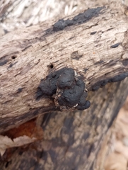 Annulohypoxylon annulatum
