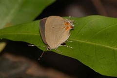 Calycopis origo