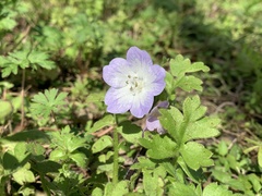 Nemophila phacelioides
