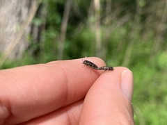 Acmaeodera