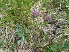 Trifolium parryi
