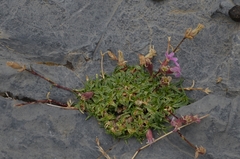 Saponaria caespitosa