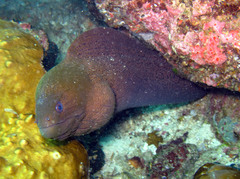 Gymnothorax javanicus