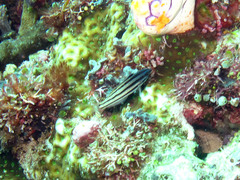 Halichoeres prosopeion