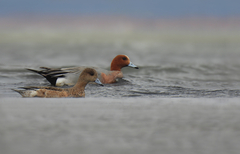 Eurasian Wigeon photo 6