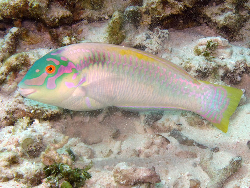 Zigzag Wrasse