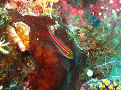 Helcogramma striata