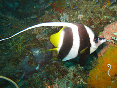Heniochus acuminatus