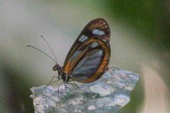 Dismorphia theucharila
