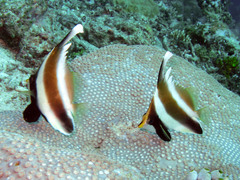 Heniochus chrysostomus