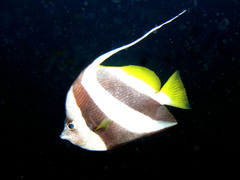 Heniochus diphreutes