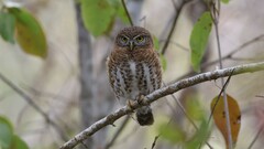 Glaucidium siju