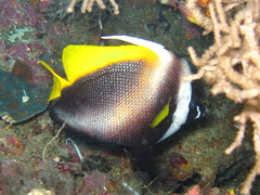 Heniochus singularius