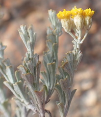 Pentzia dentata