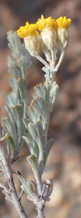 Pentzia dentata