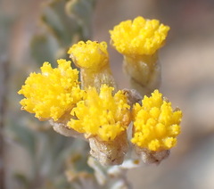 Pentzia dentata