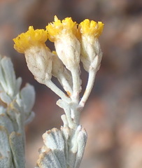 Pentzia dentata