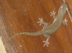Hemidactylus garnotii