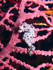 Hippocampus bargibanti
