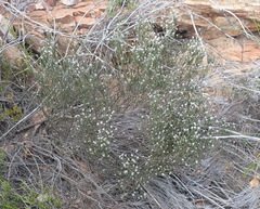 Stoebe microphylla