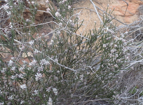 Image of Stoebe microphylla by (c) Nicola van Berkel, some rights reserved (CC BY-SA)