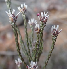 Stoebe microphylla