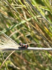 Cercopis intermedia
