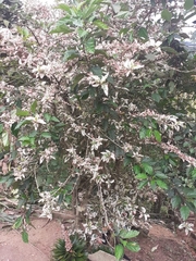 Millettia pinnata