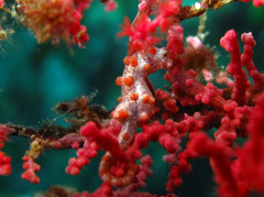 Hippocampus bargibanti