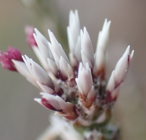 Hedgehog Snakebush (Stoebe microphylla)