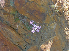 Phlox longifolia longifolia