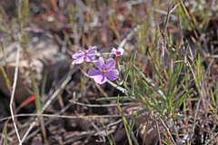 Phlox longifolia longifolia