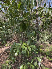 Magnolia grandiflora