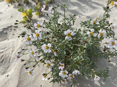 Coreocarpus parthenioides