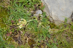 Oxytropis campestris