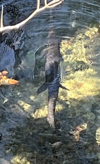 Lepisosteus platyrhincus