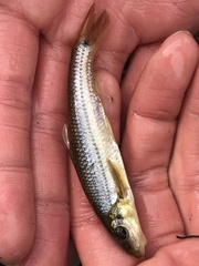 Phenacobius mirabilis