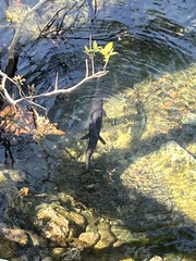 Lepisosteus platyrhincus