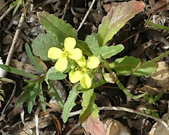 Brassiceae