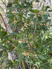 Lyonia
