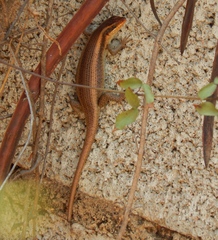 Trachylepis wahlbergii