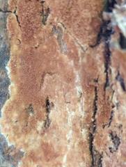 Botryobasidium simile