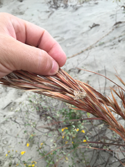 Andropogon longiberbis