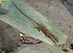 Anolis lemurinus